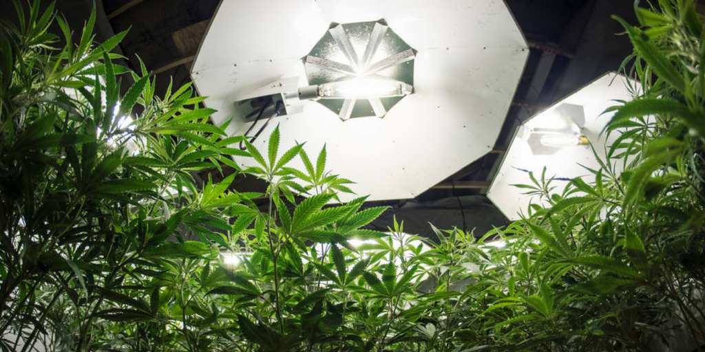 Using the Energy of the Florida Sun for Marijuana Cultivation